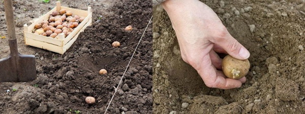 Что мы знаем о выращивании на огороде раннего картофеля Жуковский